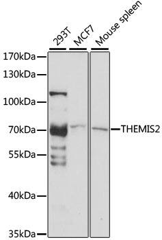 ICB1 Antibody