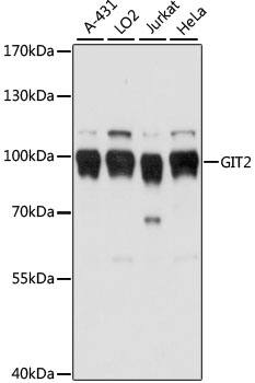 GIT2 Antibody