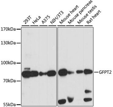 GFPT2 Antibody