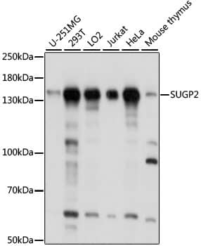 SFRS14 Antibody