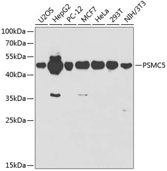 SUG1 Antibody