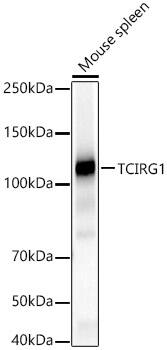 TCIRG1 Antibody