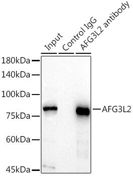 AFG3L2 Antibody