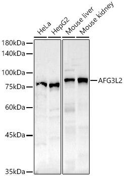 AFG3L2 Antibody