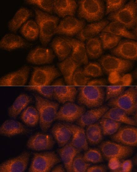 SEC23IP Antibody