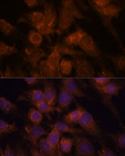 SEC23IP Antibody