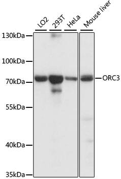 ORC3L Antibody