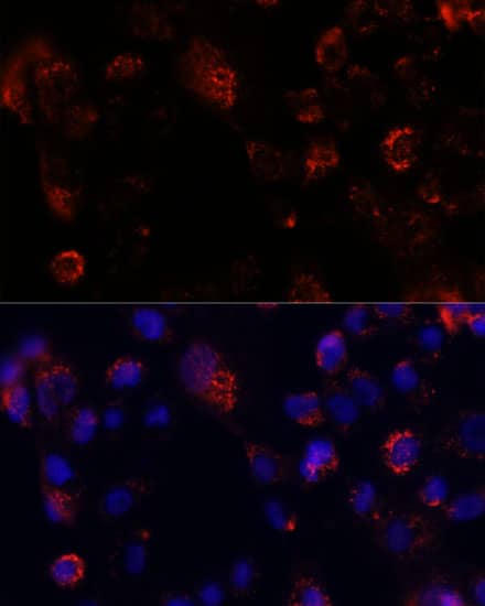 CGI-16 Antibody