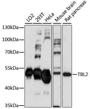 TBL2 Antibody