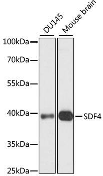 SDF4 Antibody