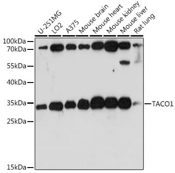 CCDC44 Antibody