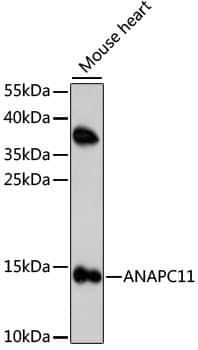 Apc11 Antibody