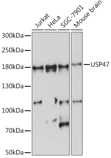 USP47 Antibody