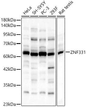 ZNF331 Antibody