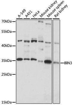 BIN3 Antibody