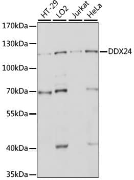DDX24 Antibody