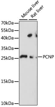 PCNP Antibody