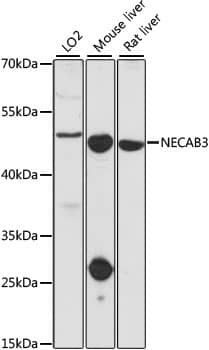 NECAB3 Antibody