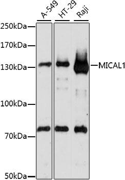 MICAL1 Antibody