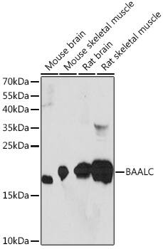 BAALC Antibody