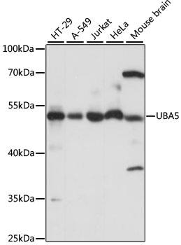 UFM1 Activating Enzyme/UBA5 Antibody