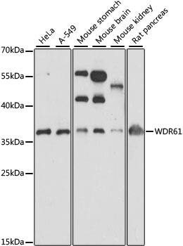 WDR61 Antibody