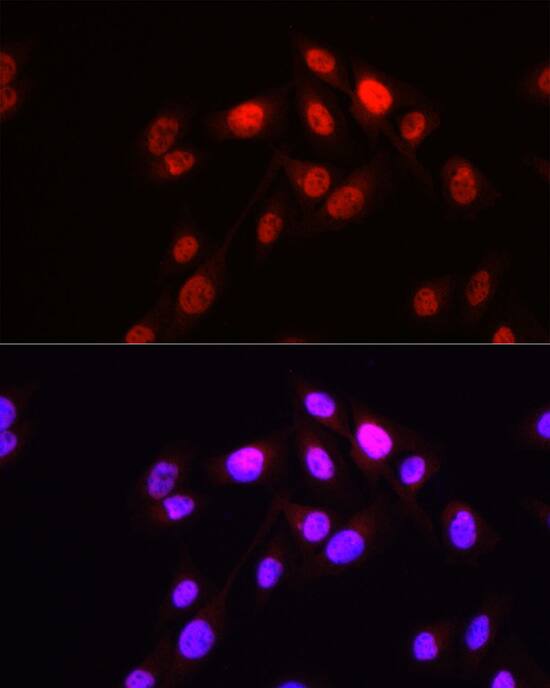 HOP Antibody