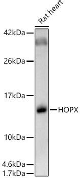 HOP Antibody