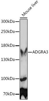 GPR125 Antibody