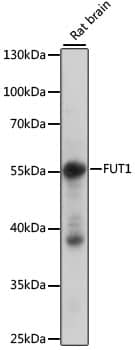 Fucosyltransferase 1/FUT1 Antibody