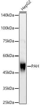 Phenylalanine Hydroxylase Antibody