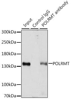 mtRNA polymerase Antibody