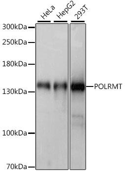 mtRNA polymerase Antibody
