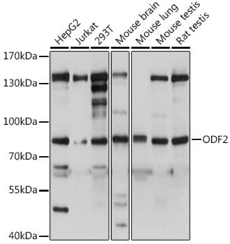 ODF2 Antibody