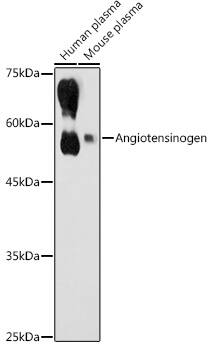 Serpin A8/Angiotensinogen Antibody