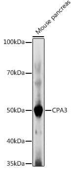 CPA3 Antibody