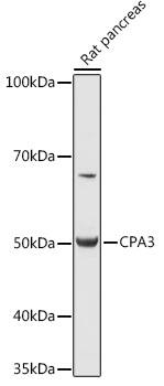 CPA3 Antibody