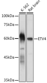 Pea3 Antibody