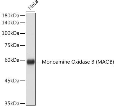 Monoamine Oxidase B Antibody