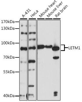 LETM1 Antibody