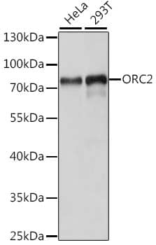 Orc2 Antibody