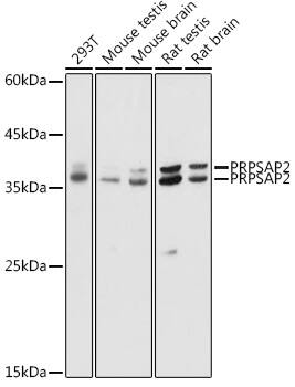 PRPSAP2 Antibody