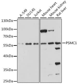 PSMC1 Antibody