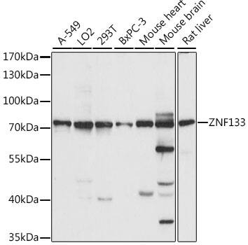 ZNF133 Antibody