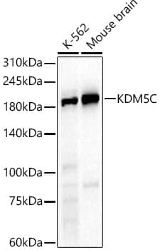 SMCX Antibody