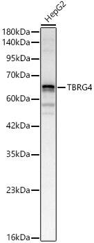 TBRG4 Antibody