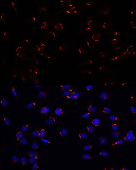 GOLGA5 Antibody