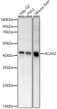 ACAA2 Antibody