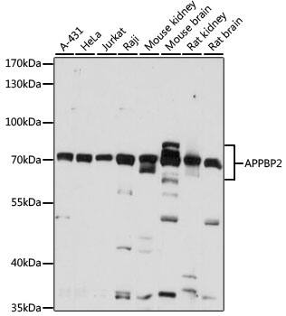 APPBP2 Antibody