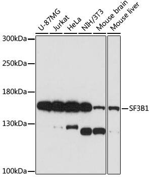 SAP155 Antibody